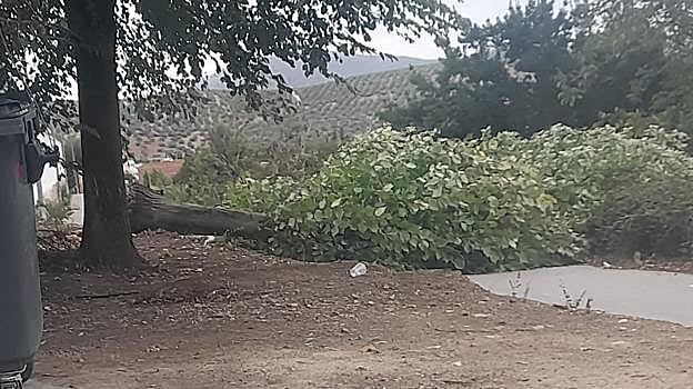 Imagen de un árbol derribado en Priego de Córdoba
