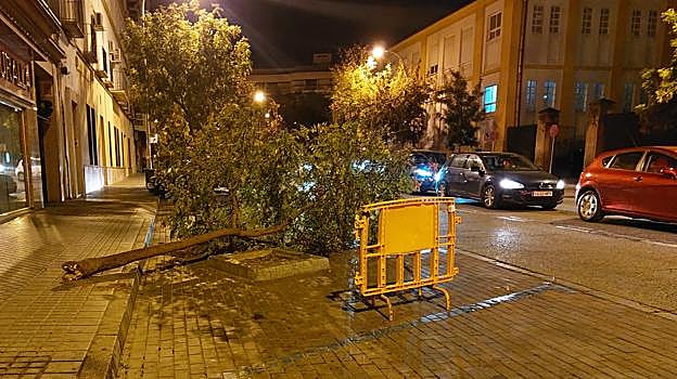 Imagen de un árbol derribado por el viento en la zona de Colón