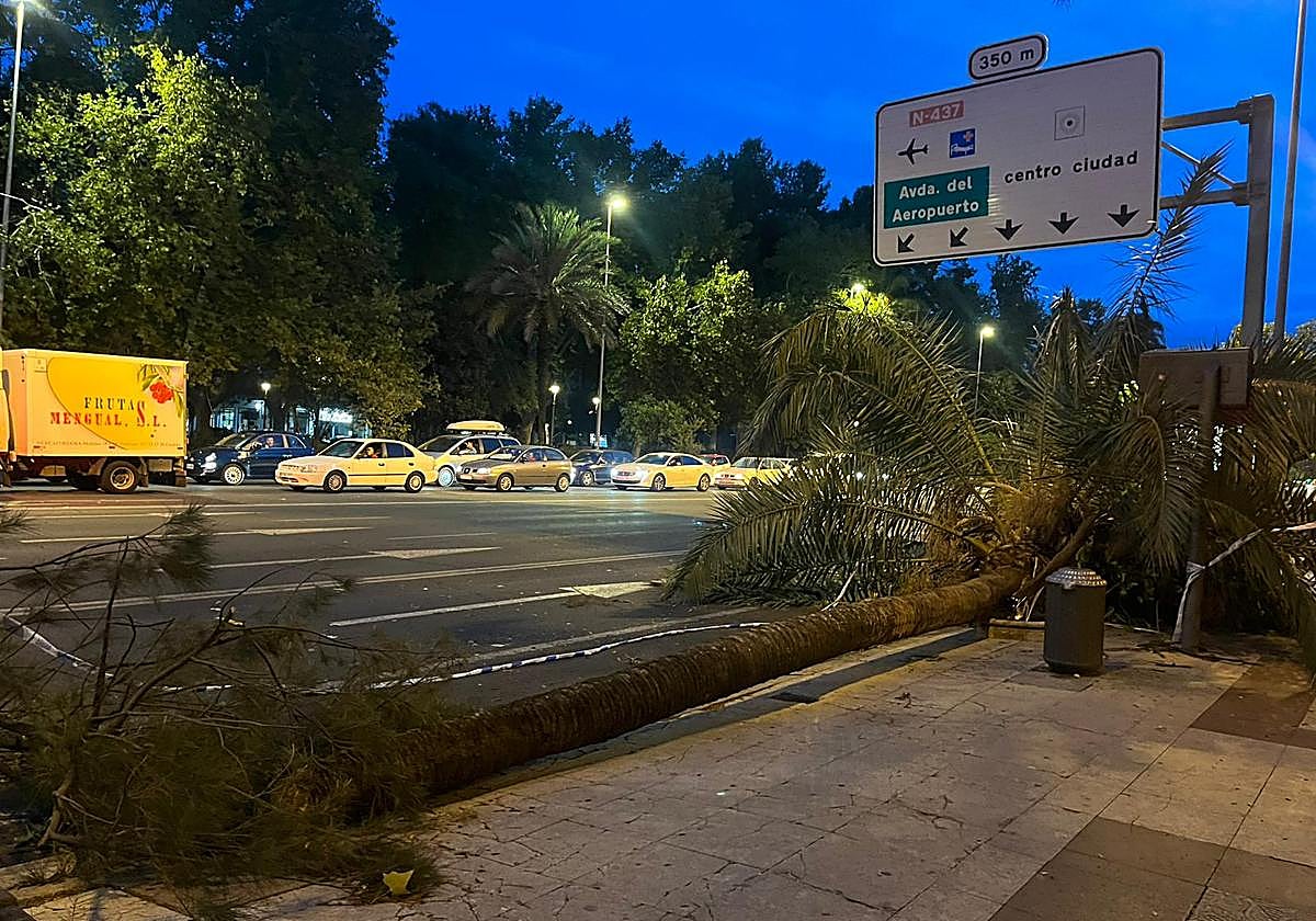Imagen este lunes de una gran palmera derribada por el viento en Vallellano