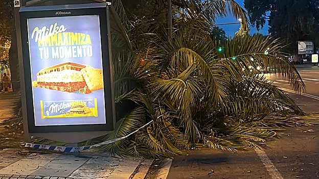 Árbol caído en Vallellano afectando a una parada de Aucorsa muy utilizada