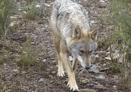 Ecologistas en Acción reclama a la Junta de Andalucía que catalogue al lobo como especie en peligro de extinción