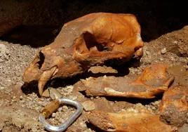 Extraídos los restos completos de un oso pardo de la Torca de Sogalamuela en Burgos