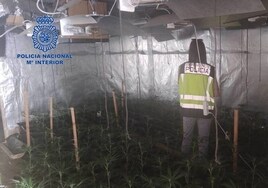 La Policía Nacional desmantela un cultivo con 187 plantas y una «tienda» de marihuana en dos casas de Valencia