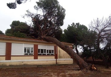 El viento derriba un árbol sobre la escuela de un pueblo de Valladolid