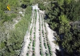 Prisión para seis traficantes por cultivar más de 1.600 plantas de marihuana en Alicante