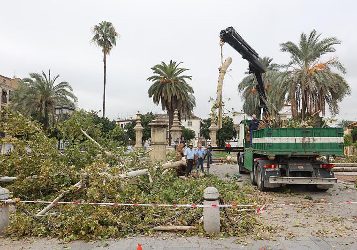 Retirada de árboles cortados