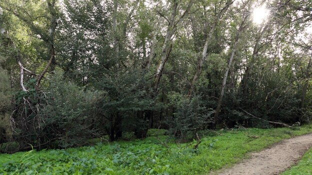 Camino por el interior de la Finca La Solinilla, a orillas del Tajo