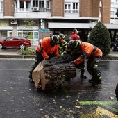 Muere una joven de 23 años golpeada por un árbol de grandes dimensiones en la calle Almagro de Madrid