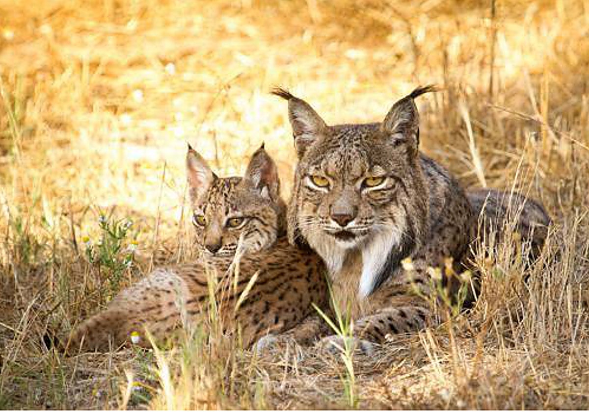 El Parque Nacional de Cabañeros y los Quintos de Mora, adecuados para