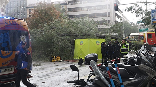 El árbol pesaba 2.000 kilos