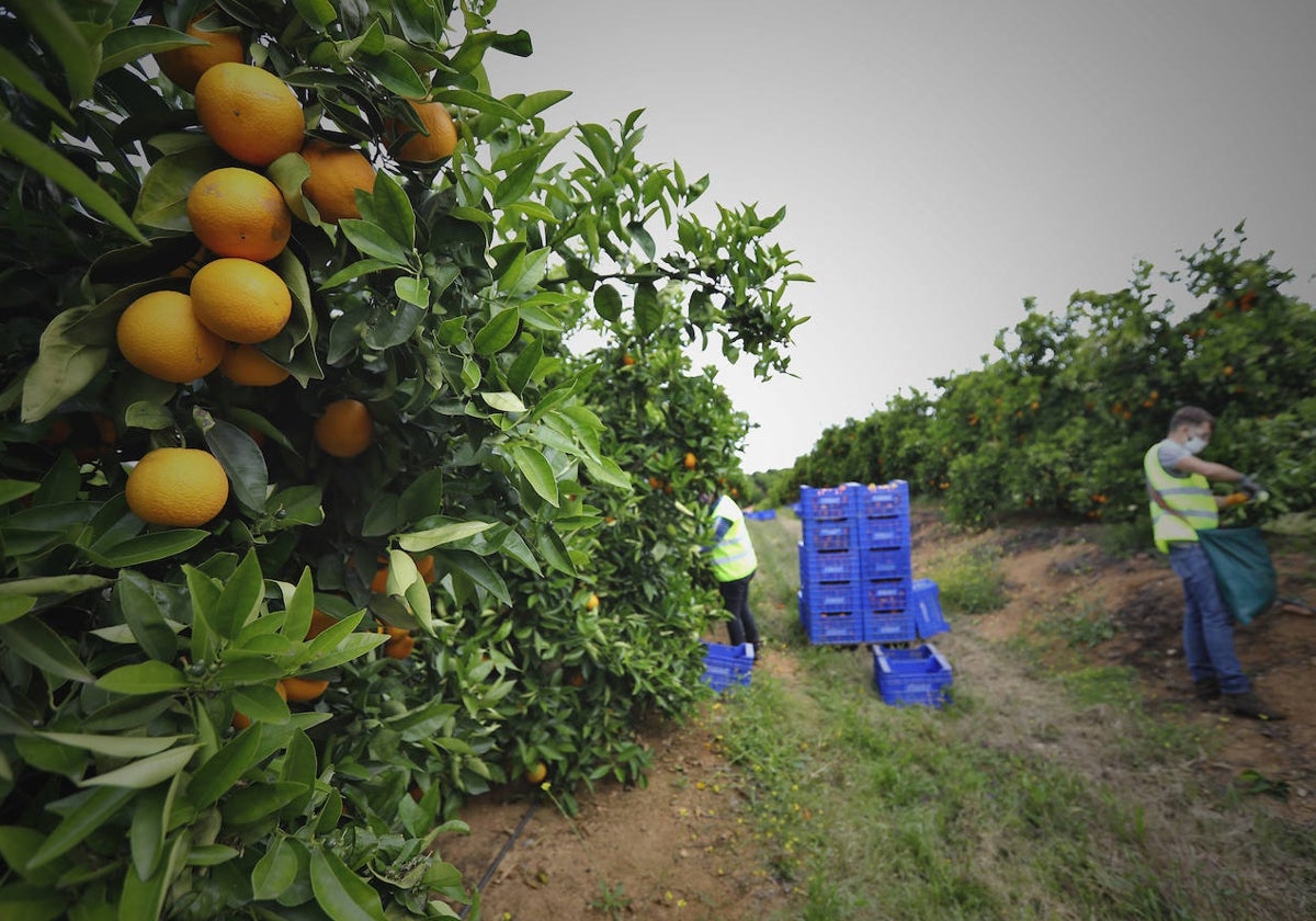 Trabajos de recogida de la naranja