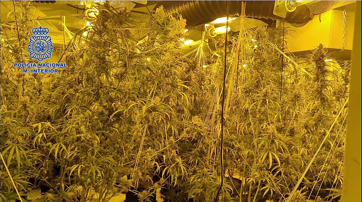 Imagen de la marihuana intervenida en la operación policial