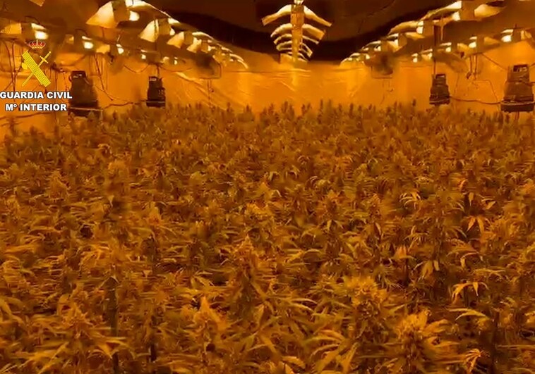 Imagen de la plantación de marihuana encontrada por la Guardia Civil en la nave industrial de Almazora