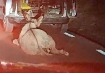 Denunciado por llevar un burro atado a su coche y arrastrarlo por el asfalto durante tres kilómetros
