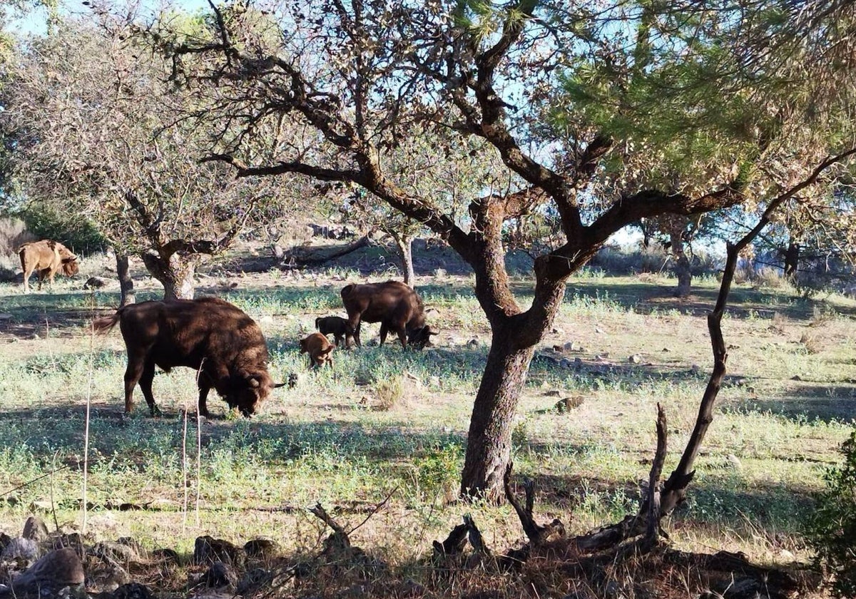 Bisontes criados en cautividad