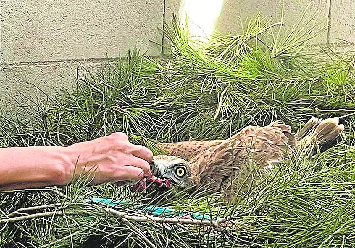 Noah, recibiendo los cuidados del CRAS