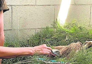 El viaje de Noah, el pollo de águila culebrera, de Madrid a África