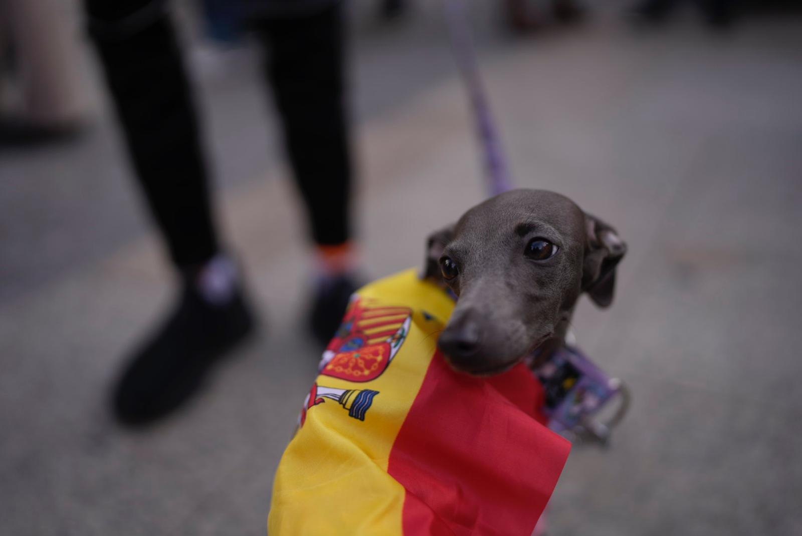 Un perro con la bandera de España en las protestas de Sol. Asistentes a las protestas en Madrid: medio millón, según el Partido Popular