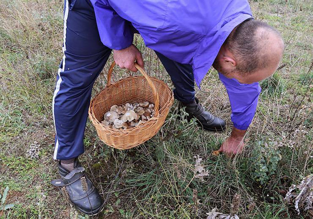En plena temporada micológica, hay un dispositivo especial de control