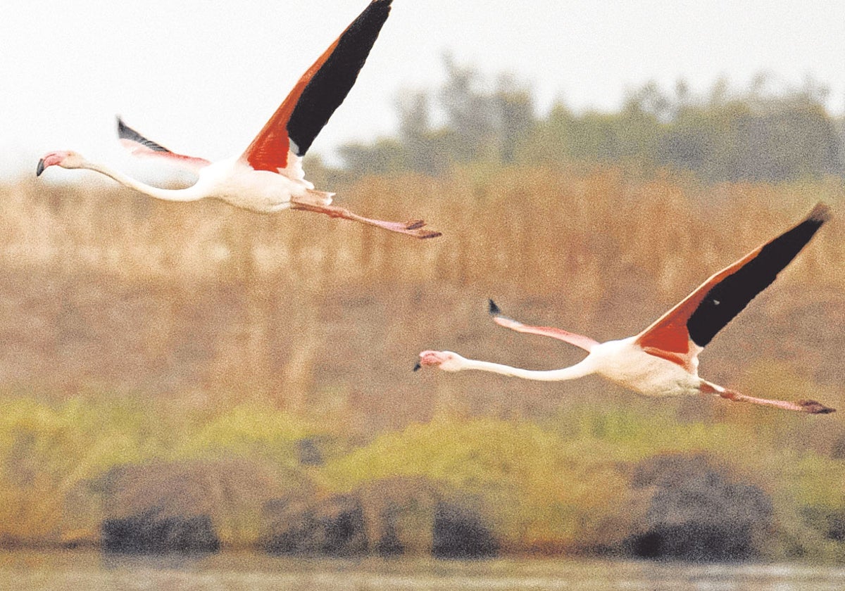 Dos flamencos levantan el vuelo para abandonar la laguna en la que viven