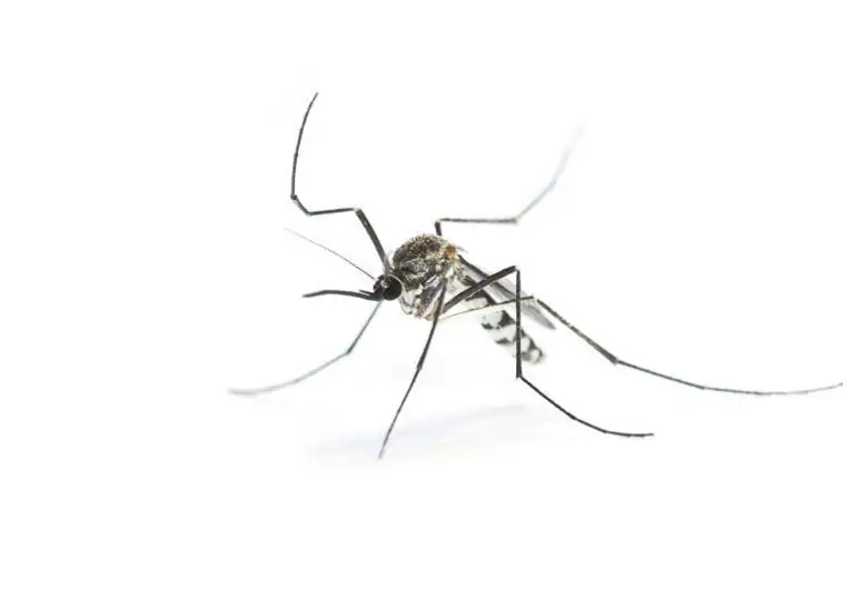 Las lluvias y la bajada de las temperaturas frenan al mosquito tigre en Galicia