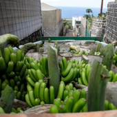 1.296 agricultores de La Palma tendrán que devolver 3,5 millones de ayudas por el volcán