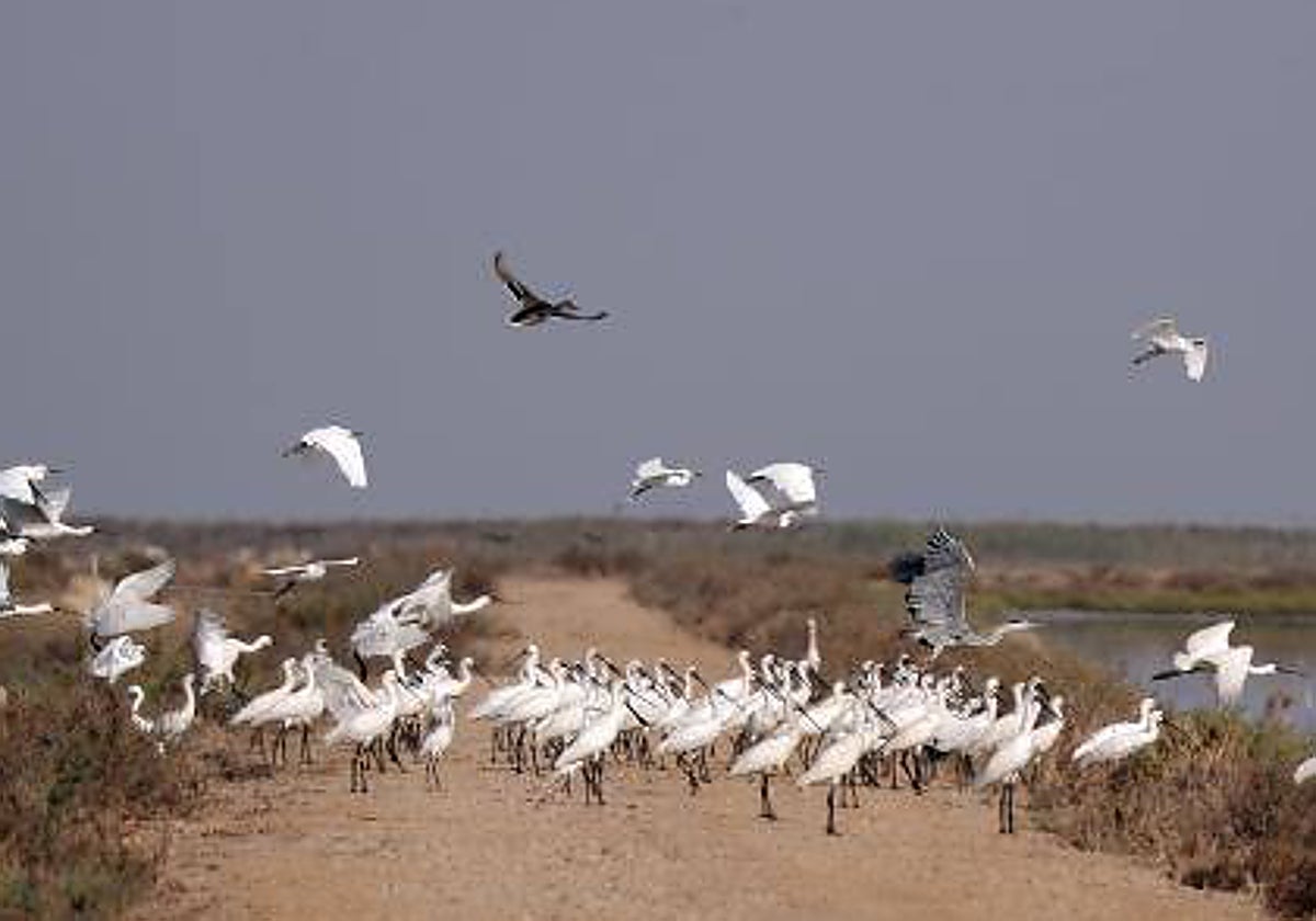 El Parque Nacional de Doñana