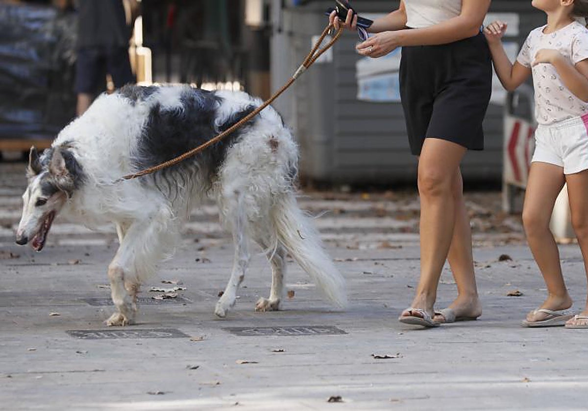 Imagen de archivo de un perro en la ciudad de Valencia