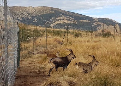 Imagen secundaria 1 - La cabra montés es un especie emblemática de la Península Ibérica. Arriba, un grupo de animales en una carretera de la sierra de Guadarrama. Abajo, izq., cercón de caza de los ejemplares. Dcha, un animal adulto.