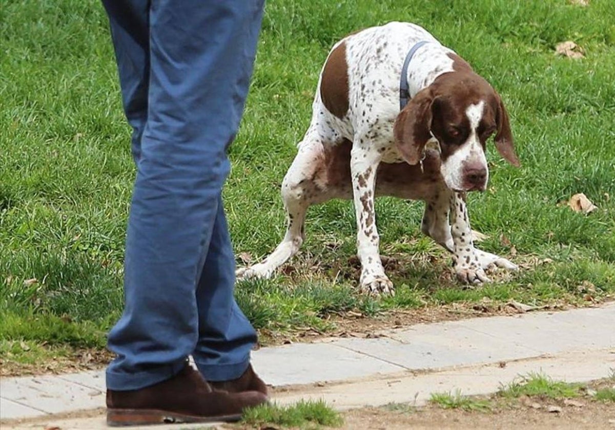 Un perro en Vic (Barcelona)