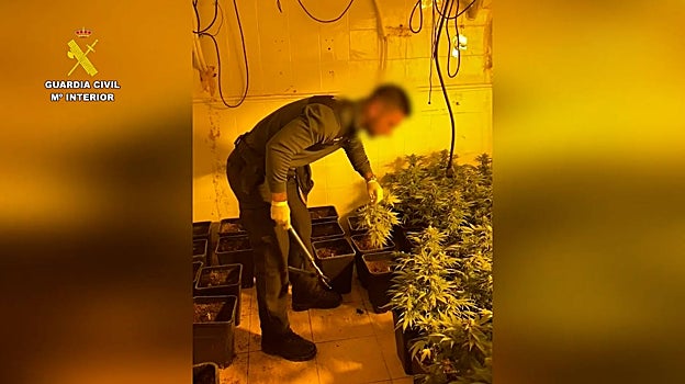 Imagen de un agente de Guardia Civil en la plantación de marihuana