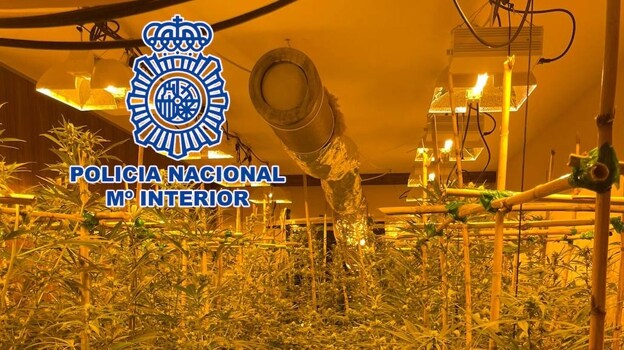 Un fuerte olor a marihuana conduce a la Policía hasta una selva de 1.300 plantas en un chalé de lujo de Valencia