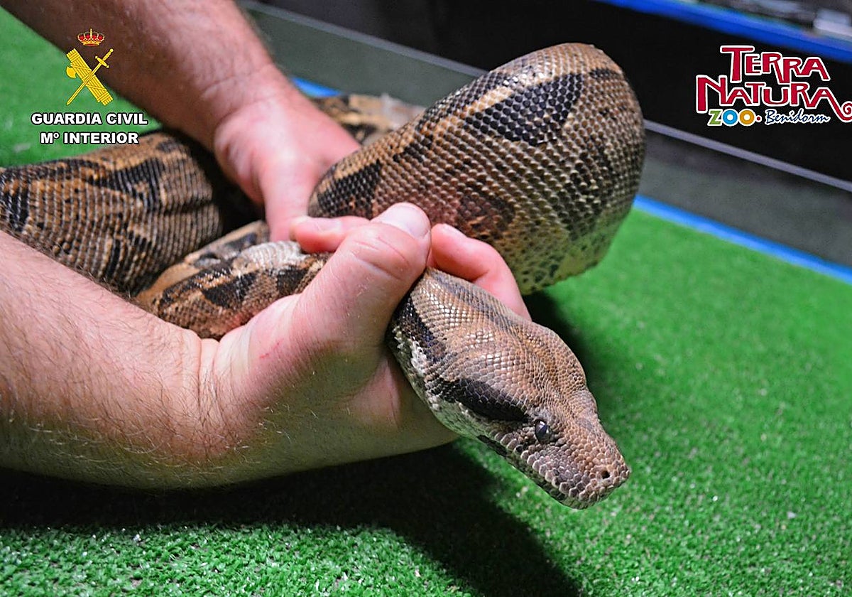 Imagen de la boa constrictor intervenida por la Guardia Civil en Alicante