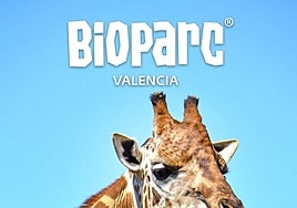 Entradas y abonos de Bioparc Valencia a un euro para niños de hasta 12 años: hasta cuándo y cómo conseguirlos