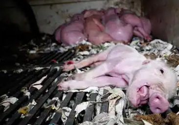 El propietario de la granja denunciada en Burgos: «¿Qué sé yo lo que está pasando?»