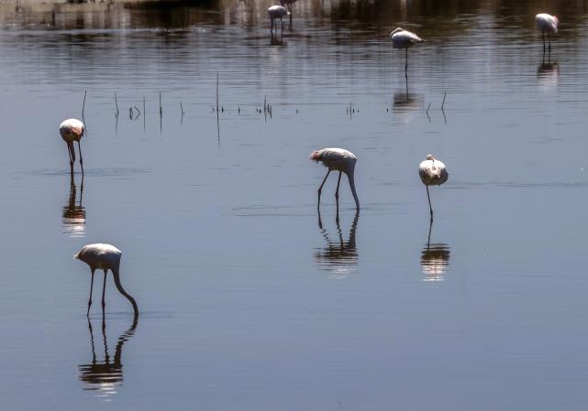 Imagen de archivo de flamencos en la Albufera de Valencia