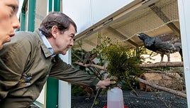 Nacen dos crías de urogallo por inseminación artificial en el Centro de de Cría de Valsemana (León)