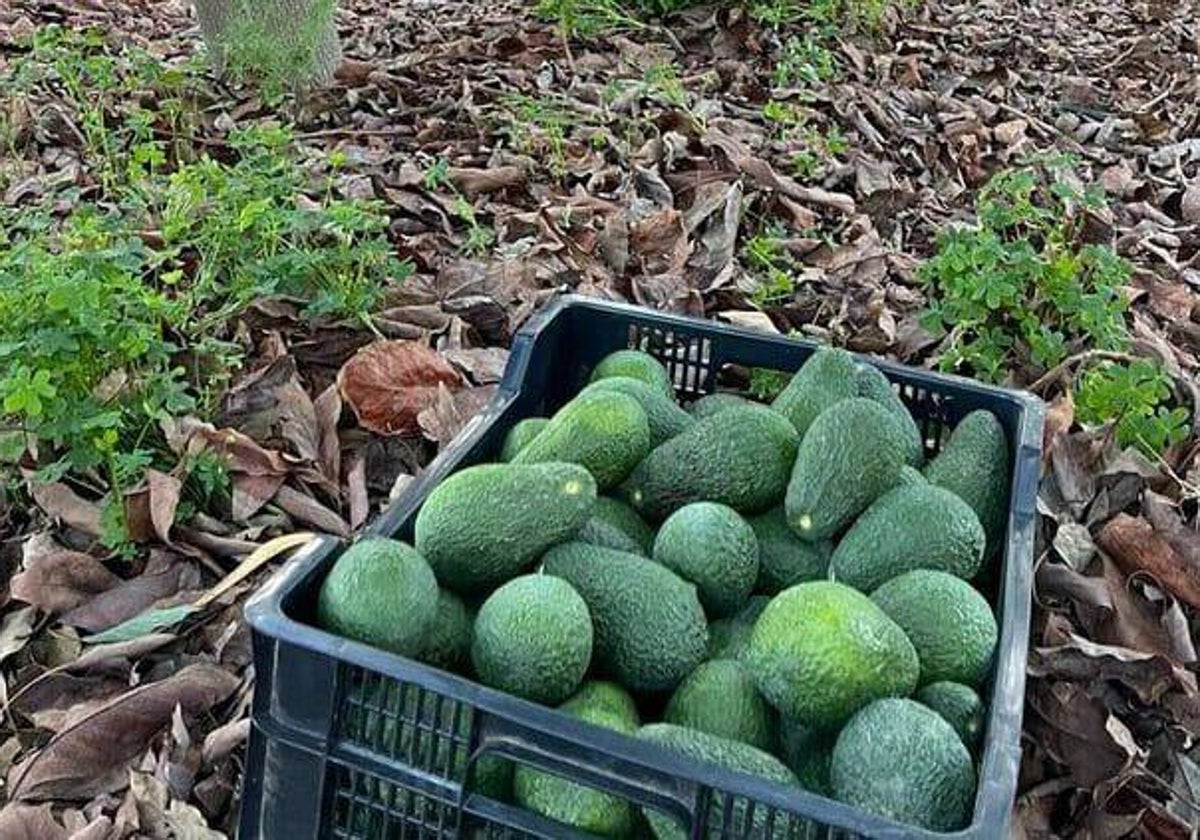 Imagen de archivo de una caja de aguacates