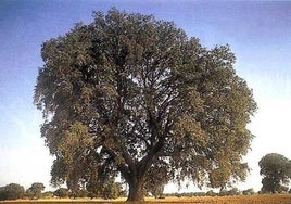 La encina 'Miguelito' de Villatobas opta a ser 'Árbol del Año 2024'