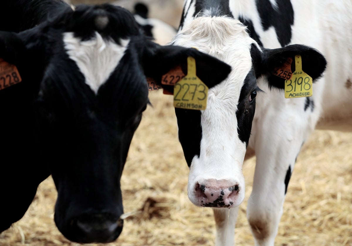 Vacas en una granja