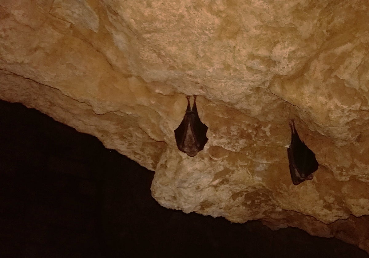 Ejemplares de murciélago