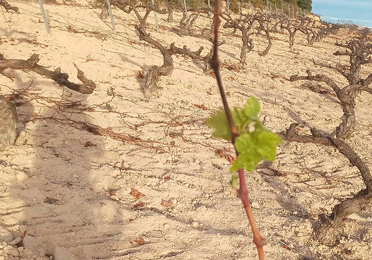 Imagen de la afectación de la sequía a un viñedo valenciano