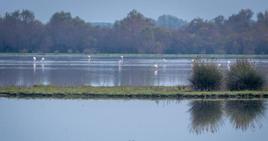 La Junta de Andalucía compra este año la finca Veta La Palma para ampliar Doñana aunque empezará a gestionarla en 2025