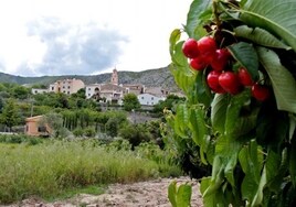 El cambio climático y las «decisiones políticas» amenazan el paisaje de cerezos y almendros en Alicante