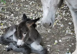 Los burros de Doñana, una esperanza contra la calvicie humana