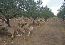 Convocadas las ayudas para paliar los daños relacionados con ataques de lobo ibérico al ganado doméstico