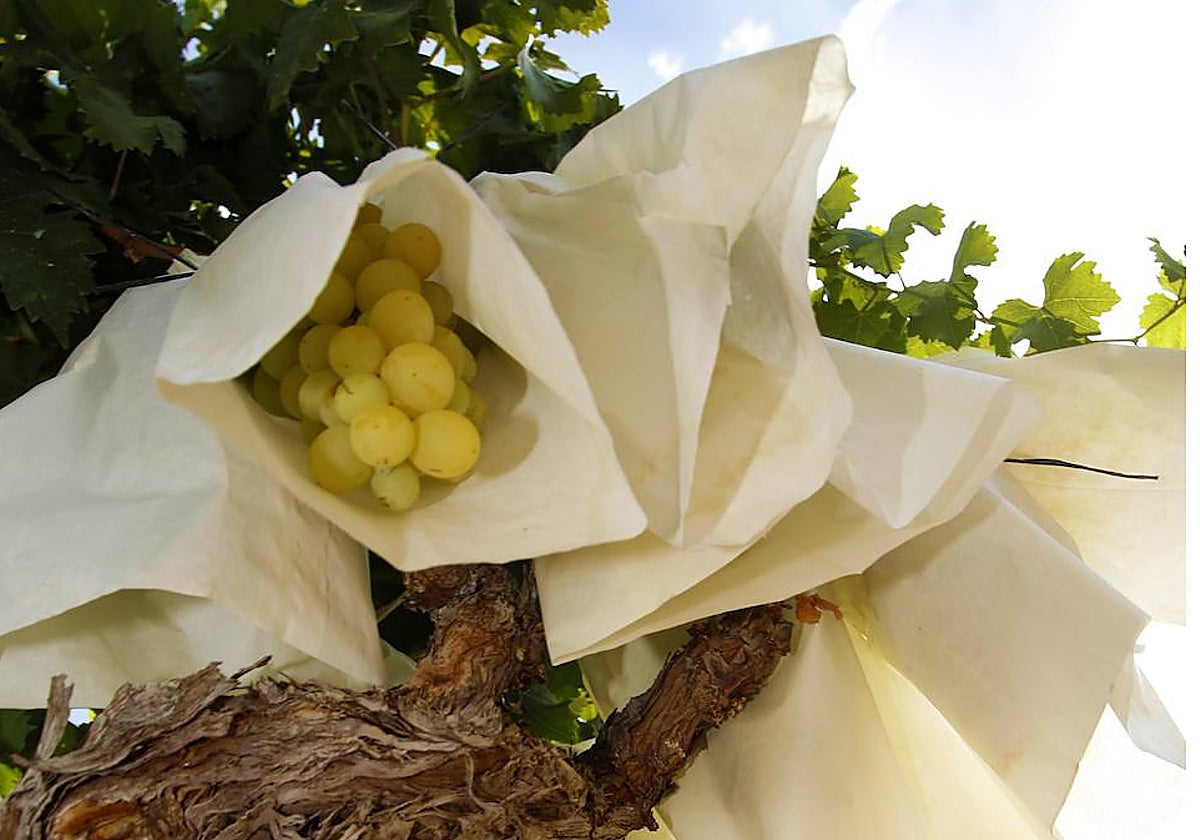 Imagen de un racimo de uva embolsada del Vinalopó