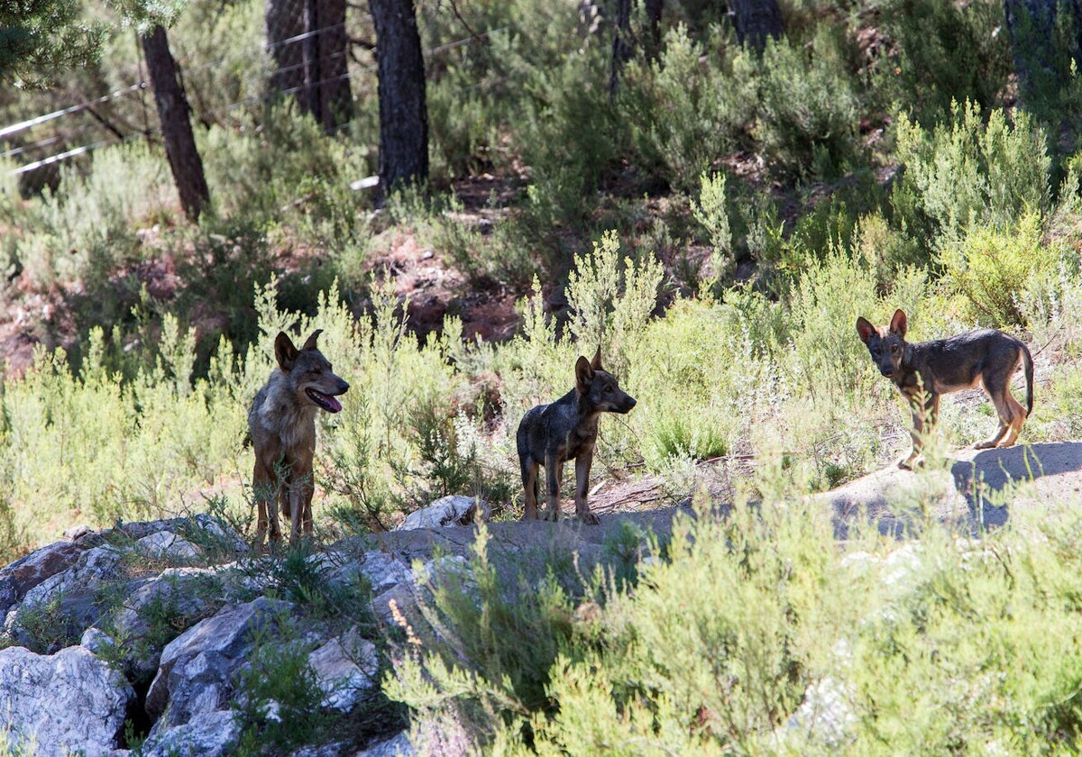 Ejemplares del cánido, en una imagen de archivo en el Centro del Lobo Ibérico en la provincia de Zamora