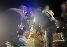 El alcalde de Roales del Pan no tiene «constancia» de que los perros que mataron a una joven hayan sido sacrificado