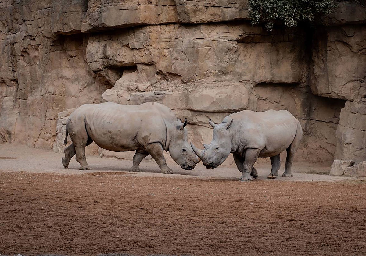 Imagen de los dos nuevos rinocerontes que han llegado a Bioparc Valencia